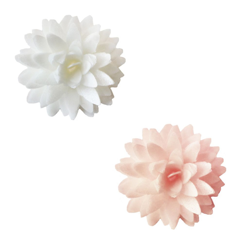 Dahlias blanc rose pastel déco vrac - ScrapCooking